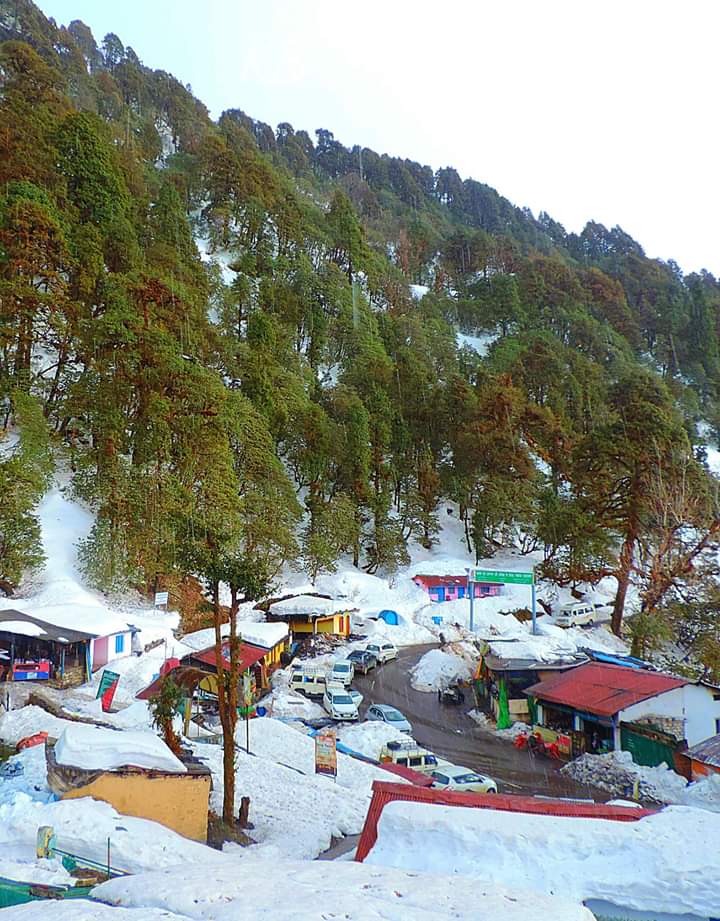 Unique Plant Species in Chopta