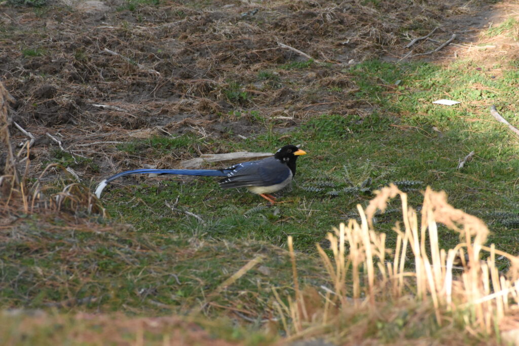 bird watching in chopta tungnath